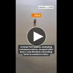 【悲報】中国さん、洪水で脱走したコブラにガチで支配される・・・・・・・・・