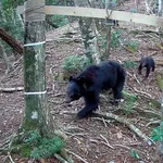 【困惑】和菓子屋に侵入したクマさん、和菓子を無視して冷蔵庫のドーナツをペロリwwwwwwwwww