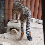【画像】チーターの体ってセクシーだよな