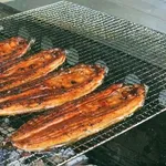 【朗報】いよいよ完全養殖ウナギが量産へ。鹿児島に年間100万尾生産できる施設を建設