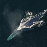 最近知ったんやが、シロナガスクジラが史上最大の生物なんやって