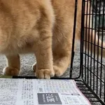 【朗報】脱走したクソ猫、家の近くにいたｗｗｗｗｗｗｗｗｗｗ