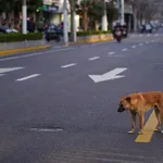 【悲報】「野良猫」←よく見かける「野良犬」←全く見かけない・・・・・・・・・