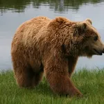 【爆笑】ヒグマvsお前ら100人←どっちが勝つよｗｗｗｗｗｗｗｗｗｗ