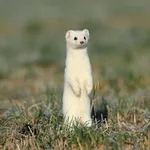 【朗報】オコジョさん、ガチで可愛すぎるｗｗｗｗｗｗｗｗｗｗ