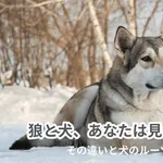 【悲報】イヌ科の動物はなぜ犬だけが人間に懐くのか・・・・・・・・・