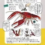 【悲報】昔の日本人さん「バスとザリガニを食用として輸入しよう」←こいつｗｗｗｗｗｗｗｗｗｗ