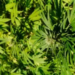 【困惑】大麻が違法でアルコールが合法という意味不明な法律・・・・・・・・・