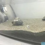 【衝撃】アサリの浄化実験動画、ガチでヤバすぎるwwwwwwwwww
