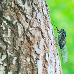 【悲報】セミさん、暑さで死にまくる・・・・・・・・・