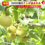 【悲報】去年6500個盗まれた梨農園さん、今年も5000個盗まれて閉園を決意