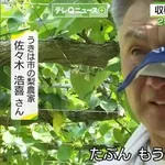 【悲報】梨農家さん、梨5000個を盗まれ涙のインタビュー・・・・・・・・・