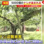 【福岡】去年6500個盗まれた梨農園さん、今年も5000個盗まれて閉園を決意