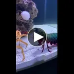 【衝撃】動画で見るシャコパンチの威力、ガチでヤバすぎるwwwwwwwwww