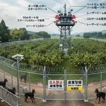 【悲報】梨盗まれたっていうけどそりゃそうだよな・・・・・・・・・