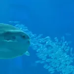 【悲報】マンボウさん、イルカに体当たりされて木っ端微塵・・・・・・・・・