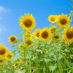 夏(気温)は嫌いだけど夏の雰囲気は好きなやつ居る?