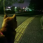 【悲報】愛犬が老衰で亡くなってから夜中2時間歩くようになった・・・・・・・・・