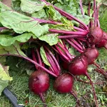 【悲報】野菜作って売りたいんやが、土地ってどう探したらいいん？ｗｗｗｗｗｗｗｗｗｗ