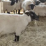 【悲報】日本人はなぜ羊さんのお肉を食べないのか?・・・・・・・・・