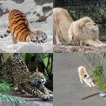 【画像あり】ネコ科、セクシーｗｗｗｗｗｗｗｗ