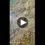 【朗報】田んぼのメダカの大群、ガチでお前らの想像の1.2倍すごいｗｗｗｗｗｗｗｗｗｗ
