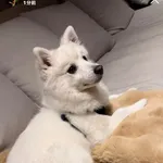 【悲報】小林誠司さん、犬がいるのに冷房ケチったことをリークされ炎上