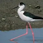 【画像】脚が長すぎる鳥、発見されるｗｗｗｗｗｗｗｗｗｗｗｗｗｗｗｗｗｗｗｗｗｗｗｗｗｗｗｗ