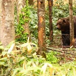 【衝撃】専門家さん「クマの襲撃とは1000mを2秒で走る横綱が両手に包丁を持って原付に乗って襲ってくるのと同じ」wwwwwwwwww