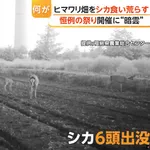 鹿さん、180万本のヒマワリを食べまくってほぼ全滅させる