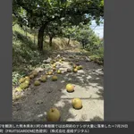 福岡「梨盗まれました」鳥取「クマに梨食われました」熊本「地震で梨ほぼ全滅しました」