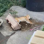 【悲報】イッヌ、当然死ぬwwwwwwwwww