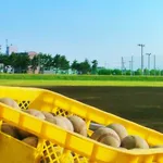 プロ野球の2軍ってもしかしたら天国なんじゃ