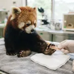 パンチくんが右足薬指にけが、市川市動植物園「傷は浅く、咬傷によるものではないとの獣医師の見解」