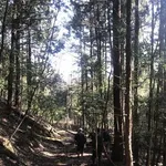 【朗報】野営と開拓がしたくて80坪の山地を買うことにしたwwwwwwwwww