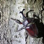 【悲報】ヤマト運輸、要冷蔵指定のカブトムシを冷凍でお届けしてしまう・・・・・・・・・