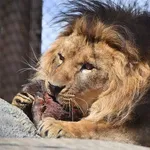 【悲報】動物さん、生肉ばかり食べてるのに平気すぎる・・・・・・・・・