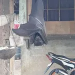 【悲報】フィリピンにいるコウモリ、めっちゃデカい・・・・・・・・・