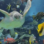 【悲報】死にたいんやが気晴らしになること教えてくれんか？・・・・・・・・・