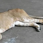 【悲報】多摩動物公園のライオン、日本が暑すぎて逝く