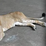 【衝撃】動物園のライオンさん、暑くて続々しぬ・・・・・・・・・