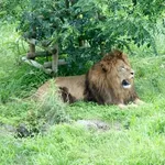 多摩動物園のライオン3頭が死ぬ…猛暑の影響か