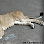 🦁「うおおおお！あっちいぃいいいいい！！！」→ライオン3頭相次いで死亡