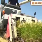 【悲報】米の値段が大暴落の危機　在庫が山程ある状態で新米の収穫が始まり米農家さん「生活できない」・・・・・・・・・