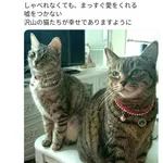 【画像】中川翔子「猫は純粋、嘘をつかない」
