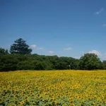【朗報】いい天気だから公園行ってひまわり見てきたｗｗｗｗｗｗｗｗｗｗ