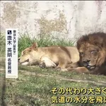 【画像】日本のライオンさん、溶けるｗｗｗｗｗｗｗｗｗｗｗｗｗ