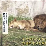 【驚愕】ライオンさん「サバンナより東京の方が過酷です🦁」暑さに耐えられず3頭亡くなる・・・・・・・・・