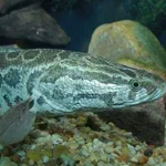 【衝撃】田んぼに謎の魚いたwwwwwwwwww