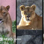 【悲報】東京のライオンさん、ガチで溶けるｗｗｗｗｗｗｗｗｗｗ
